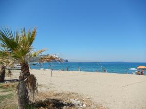 法尔科内Hotel-Pensione 4 Stagioni的海滩上的棕榈树与大海