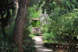 Chorazim维雷德哈加里度假村酒店的林中一条有树的小路