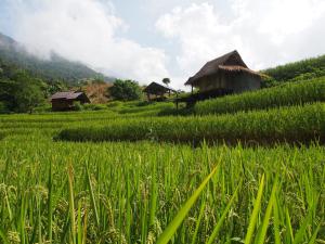 Ban Mae Pan NoiKowitFarmstay的相册照片