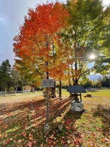 La PatrieRanch de Frisons le Fer à Cheval - Le Madison - Chalet Rustchic au pied du Mont Mégantic的公园里一棵树,树上长着五颜六色的叶子