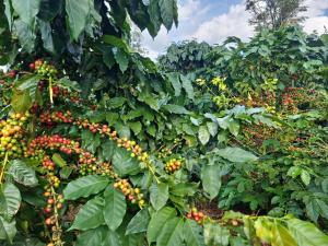 Phumĭ Pu PalPIDA COFFEE FARM LODGE的树上长着一束咖啡豆