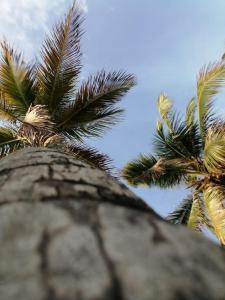 Arritupo Número DosBonitas Islas de San Blas的天空前面的棕榈树群