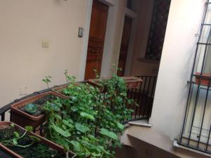 福贾Bed & Breakfast Federico II的阳台上种植了许多绿色植物