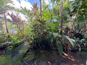 希洛夏威夷奥纳之家住宿加早餐旅馆的种有多种植物和树木的花园