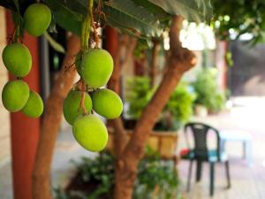 巴赫达尔Manuhie Backpackers Lodge的挂在树上的一束绿色水果
