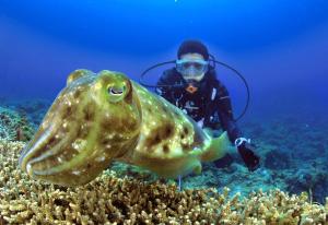 绿岛Green Island Ocean Rhythem dive B&B 綠島海韻民宿的看鱼的人