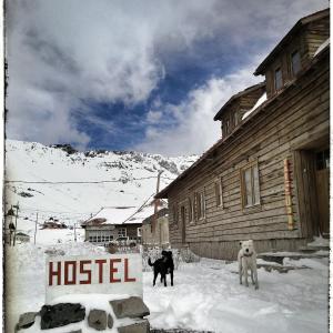 拉斯库瓦思Portezuelo del Viento - Hostel de Montaña的两只狗站在旅馆前面的雪地里