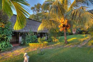 阿姆巴托洛阿卡月光曲旅馆的一只狗站在一个棕榈树房子前面