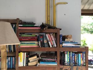 查龙费恩之屋休闲酒店的书架上满是书,上面有一只猫