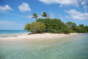 BuccooBuccoo Reef View的海洋中的一个岛屿,有树木和水
