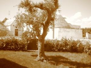 阿尔贝罗贝洛拉特路雷莎假日酒店的房屋前的树的黑白照片