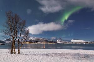 GalnslåttaCamp Fjordbotn的雪中一棵树,在湖边,有极光