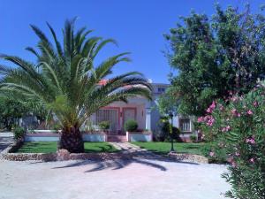阿尔布费拉Quinta Casalinho的院子中间的棕榈树