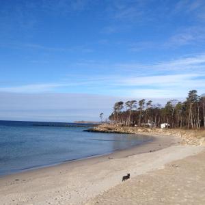 LöderupStrandbadsgården B&B的一条狗在海边的沙滩上行走