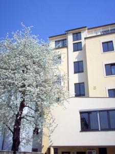 布拉格冠冕酒店的建筑物前的花树