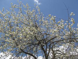 菲尔根Klampererhof的有一棵树,花朵白色
