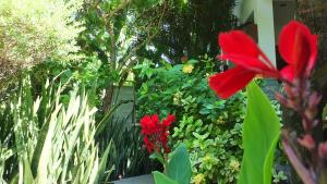 吉利特拉旺安瑞赛尔民宿的花园里的一群红色花