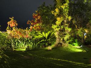里约热内卢比安卡旅馆的花卉和植物的夜晚花园