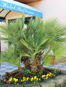 马内尔巴Bellerive Ristorante Albergo的商店前花床上的棕榈树