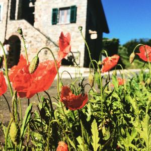 BracelliAgriturismo Angiò nel Cerè的一片红色的罂粟在房子前面