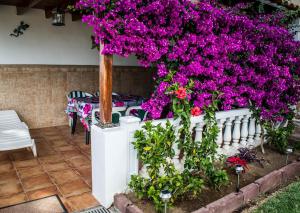 英格兰海滩卡萨蒂尔玛13度假屋的白色围栏上种着紫色花的花园