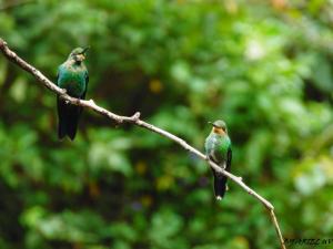 Toro Amarillo博斯克德拉巴斯自然保护区山林小屋的两只鸟坐在树枝上