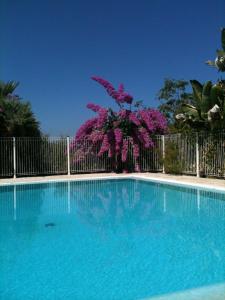 Cuttoli-CorticchiatoAuberge U Licettu的蓝色的游泳池,带有围栏和紫色的鲜花