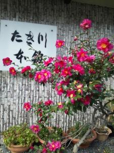 京都泷川旅馆 的花盆里的一组花,紧靠着一个标志