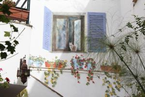 贝赫尔-德拉弗龙特拉厄尔考比约维耶旅馆的一只猫坐在建筑物一侧的窗户里