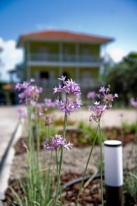 沃尔沃罗Olivegrove House的一座建筑前的一大束紫色花