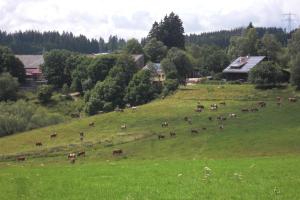 格拉芬豪森霍夫加德伦布农家乐的一群牛在绿色的田野上放牧