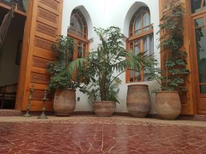 拉巴特瑞亚德大卡里玛酒店的建筑中一组盆栽植物