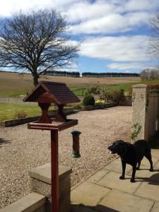 TurriffEastwood Cottage的一只黑狗站在喂鸟的旁边