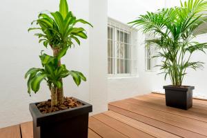 圣安东尼奥Hotel Florencio Ibiza的两株植于木盆中的植物