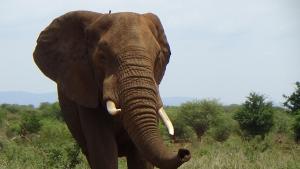 Pongola Game ReserveWhite Elephant Safaris的相册照片