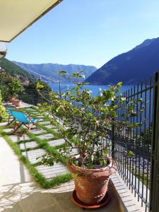内索Balcone dei Limoni的水景阳台上盆栽植物