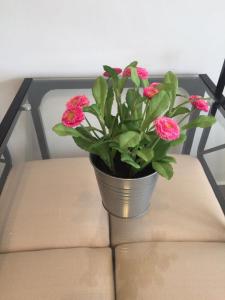 英格兰海滩美景公寓的摆在椅子上的花瓶,上面有粉红色的花朵