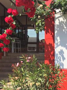 克拉约瓦普拉塞酒店的大楼前的一束红花