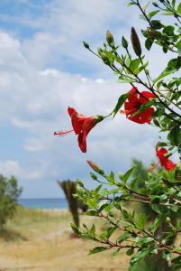 卡马莱Afroditi Hotel的海滩附近的一棵树上一朵红花