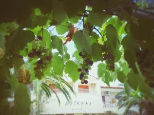 卡尼奥提Asteras hotel的挂在树上的一束葡萄