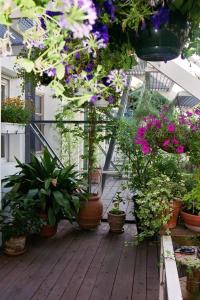 戛纳戛纳阁楼住宿加早餐旅馆的阳台种满了盆栽植物和花卉
