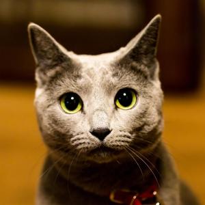 京都藤家旅馆的一只灰色的猫,眼睛黄色,领子红色