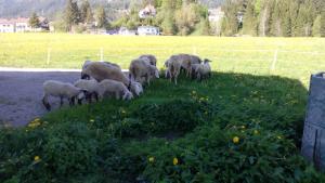 罗伊特Haus Hämmerle的牧羊群在草地上放牧