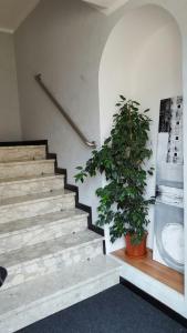 比耶拉卡拉露娜酒店的楼梯,在房间里栽有盆子的楼梯