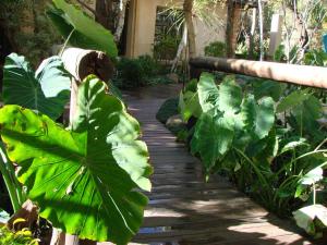 布隆方丹杰迪德加住宿加早餐旅馆的花园里的木人行道,种植了大型绿色植物