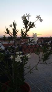 费雷拉杜阿连特茹贵族庄园度假酒店的日落前有白色花的植物