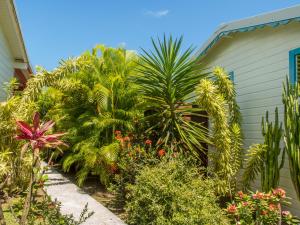 圣罗斯Coco Bungalows的一座种植了棕榈树和植物的花园,毗邻一座房子