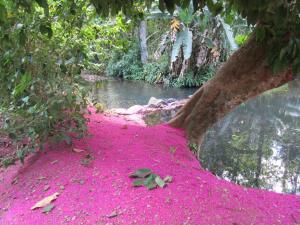 SierpeSabalo Lodge Tours and Cabins的河岸边的树上涂有粉红色的油漆