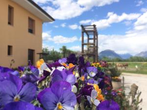 布亚Agriturismo San Floreano的建筑旁边一堆紫色和橙色的花