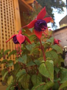 切尔诺夫策Apartments like hotel的植物上一组红色和紫色的花